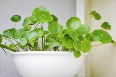 铜钱草水培小技巧，叶子绿油油，小清新范儿十足！