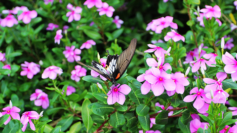 蝴蝶谷(Butterfly Valley)
