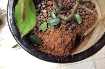 山茶花掉叶子怎么办