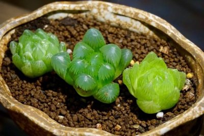 玉露播种技巧，这么水灵的多肉植物，繁殖居然如此简单！