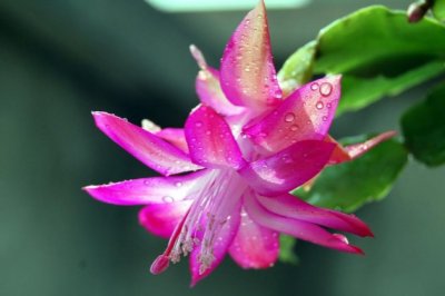 蟹爪兰怎么养才能开花？蟹爪兰怎么养才好？