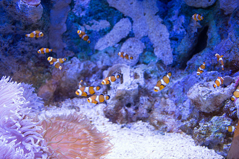 天津海昌极地海洋公园(Tianjin Haichang Polar Ocean Park)