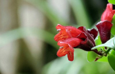 口红花有毒吗？口红花适合放在卧室内吗？