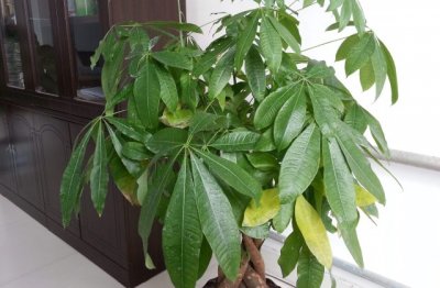发财树的养殖方法