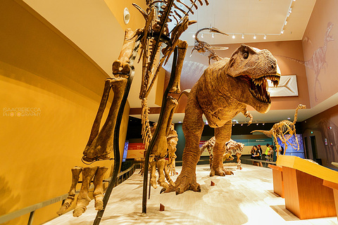 上海自然博物馆(Shanghai Natural History Museum)