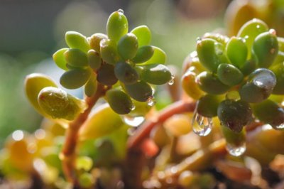 夏季休眠的多肉植物，怎么养才能浴火重生？