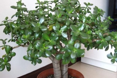 玉树怎么养才能长得快更碧绿旺盛