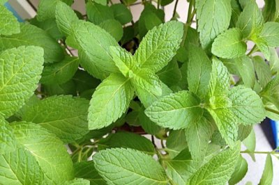 不怕浇水的植物，怎么浇都不怕
