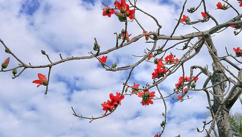 三亚河鸟类自然保护区(Sanya River Birds Nature Reserve)