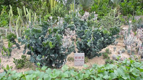 南天热带植物园(Nantianredai Botanical Garden)