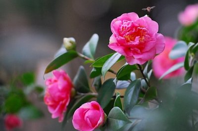 这些花耐阴怕晒，没有阳光的房子，也能养得枝繁叶茂！