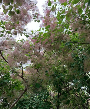 金水湖景区(Jinshuihu Sceneic Area)