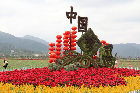 凤凰花海(Fenghuang Flower Sea)