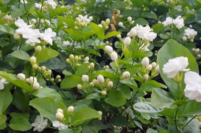 茉莉花怎么修剪？茉莉花的修剪方法详解