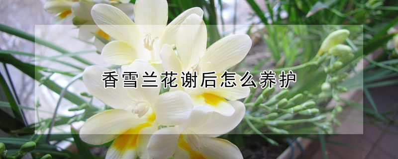 香雪兰花谢后怎么养护