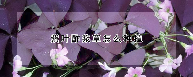 紫叶酢浆草怎么种植