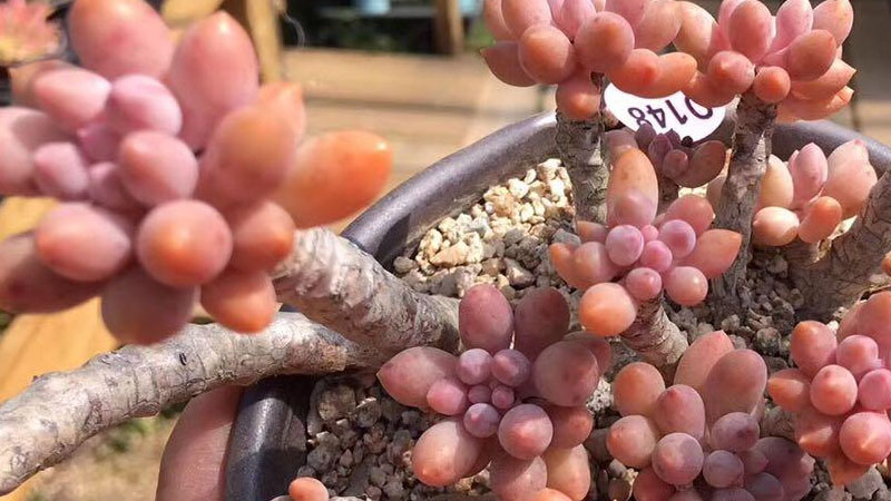 多肉婴儿手指的养殖方法和注意事项