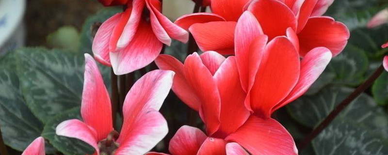 萝卜莲的栽培与养护