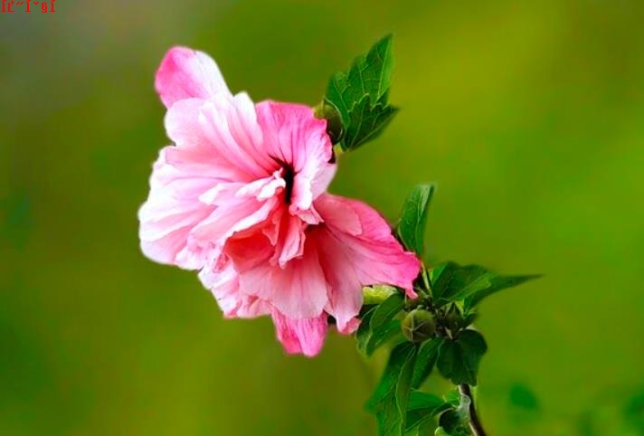 木槿花的花语和寓言，绽放坚韧与温柔之美