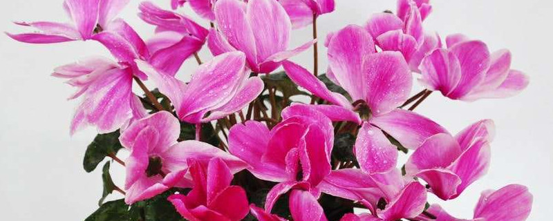 萝卜莲怎么繁殖