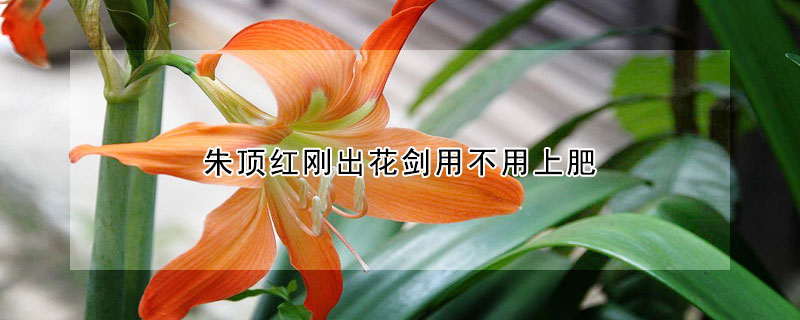 朱顶红刚出花剑用不用上肥