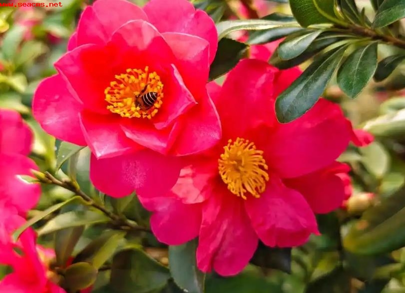 茶梅什么时候开花，哪个品种好看？