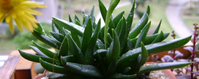 照波多肉怎么养