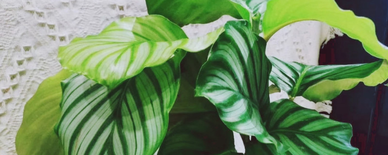 苹果竹芋叶子怎么剪