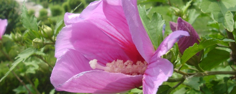 小木槿移盆方法