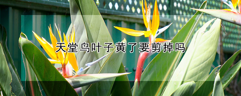 天堂鸟叶子黄了要剪掉吗