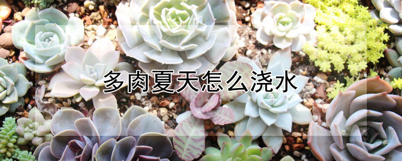 多肉夏天怎么浇水