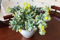 乙女心开花要不要剪掉，不用剪掉加强养护即可