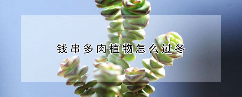 钱串多肉植物怎么过冬