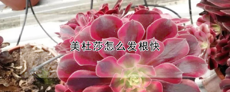 美杜莎怎么发根快