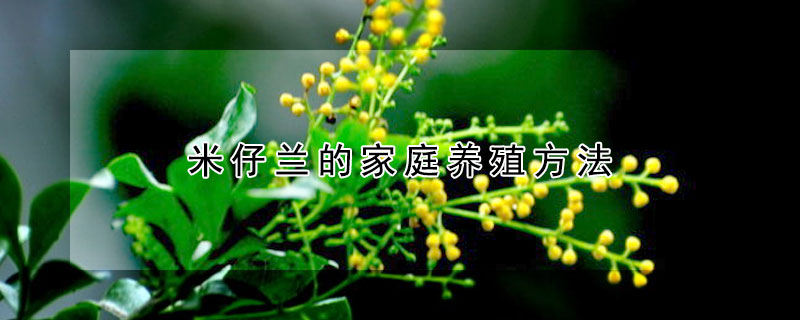 米仔兰的家庭养殖方法