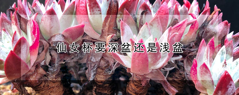 仙女杯要深盆还是浅盆