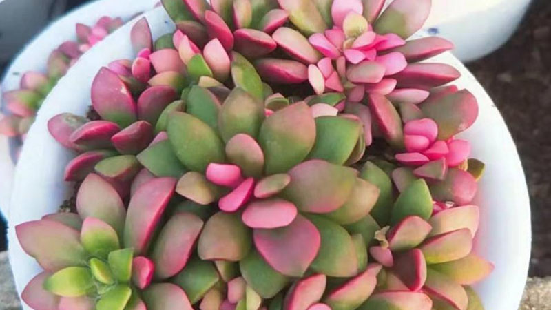 多肉吹雪之松锦的养殖方法和注意事项