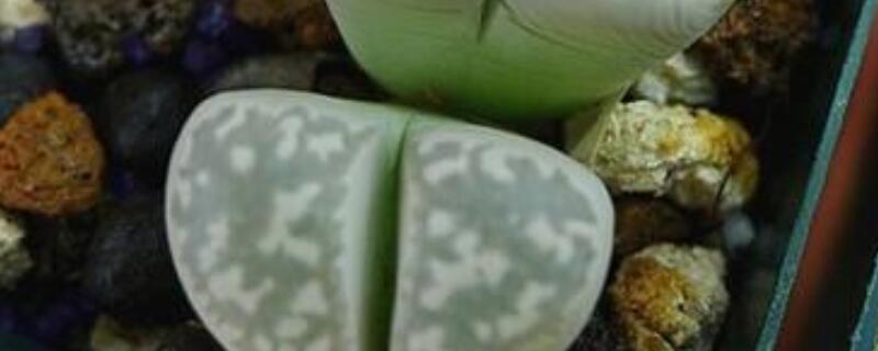 怎么辨认生石花品种