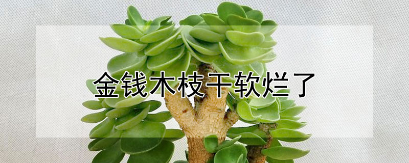 金钱木枝干软烂了