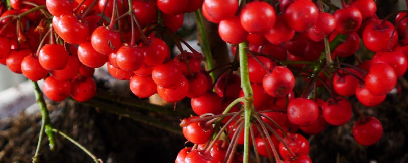 朱砂根夏季养护