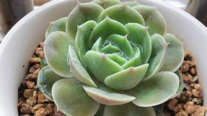 昂斯诺多肉的养殖方法和注意事项