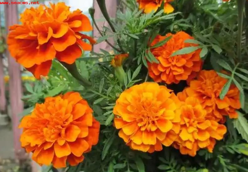 孔雀草冬天能否种植？耐寒能力有多强？