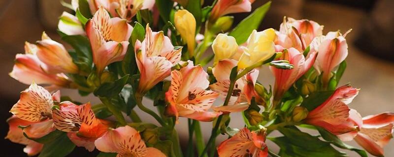 六出花如何分盆