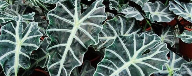 黑叶观音莲如何浇水