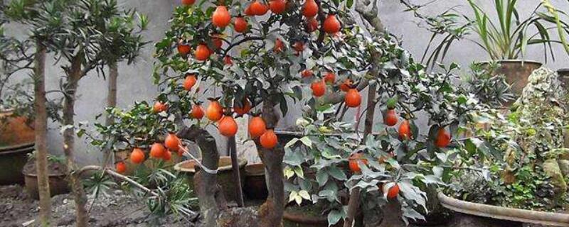 金弹子小苗移栽后养护