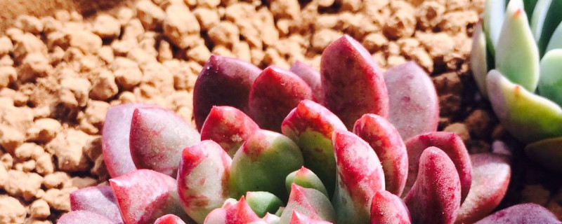 红宝石盆栽怎么养