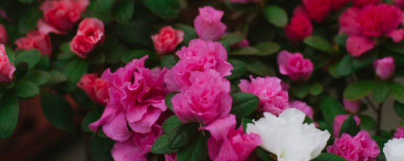 杜鹃花发出来的枝怎么种