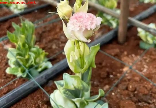 洋桔梗一年能开几次花，冬天怎么养护？