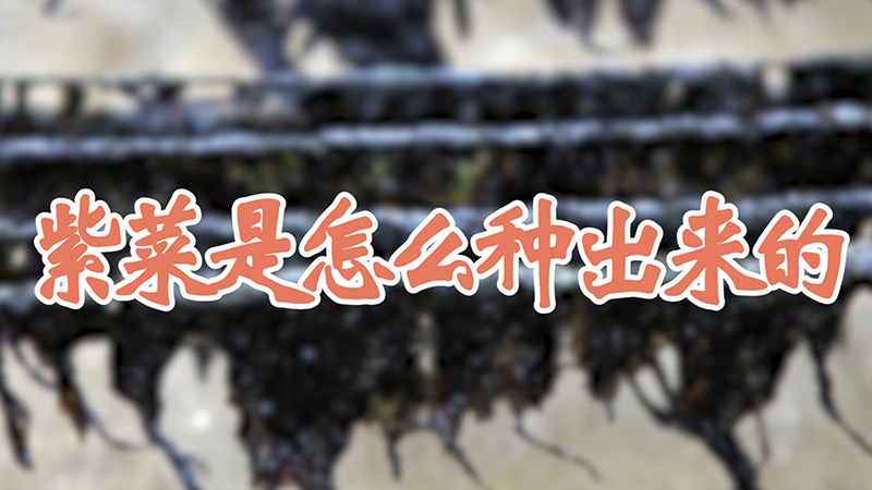 紫菜是怎么种出来的