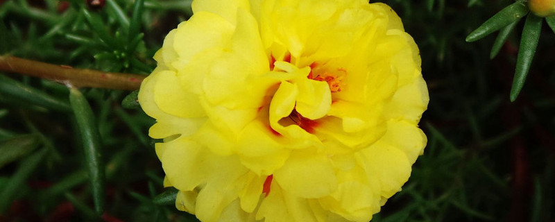 太阳花出苗后怎么护理